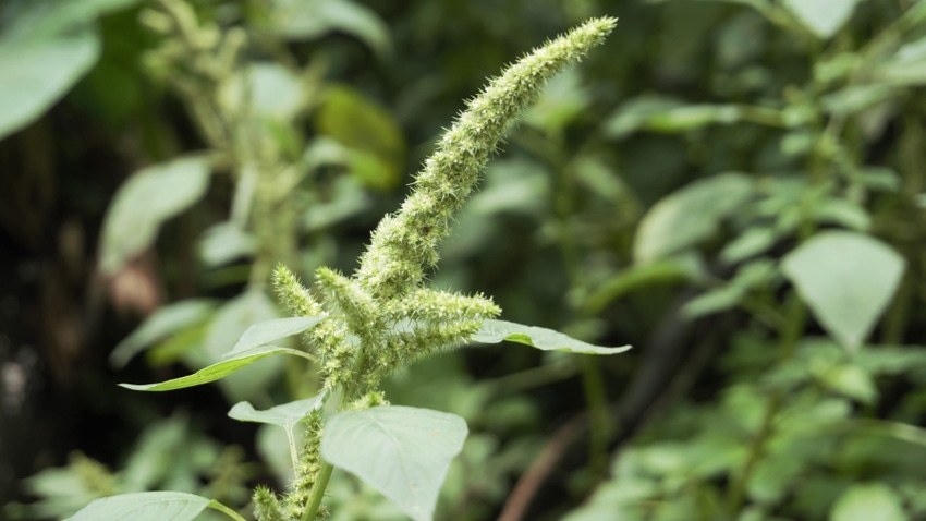 closeup of amaranth weed 