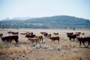 cows in drought4.jpg