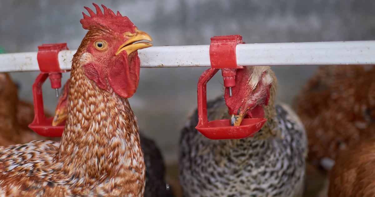 Avian influenza spreads to layer flock in Pennsylvania