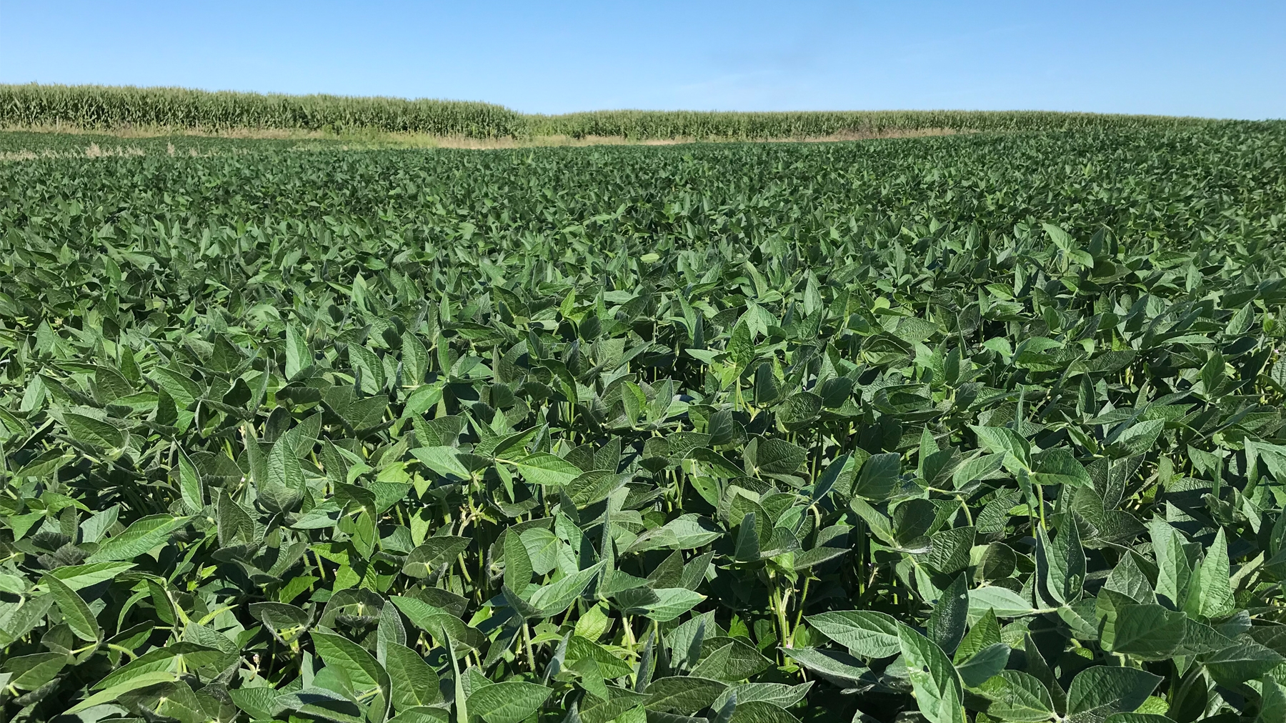 Consider narrow row spacing for soybeans