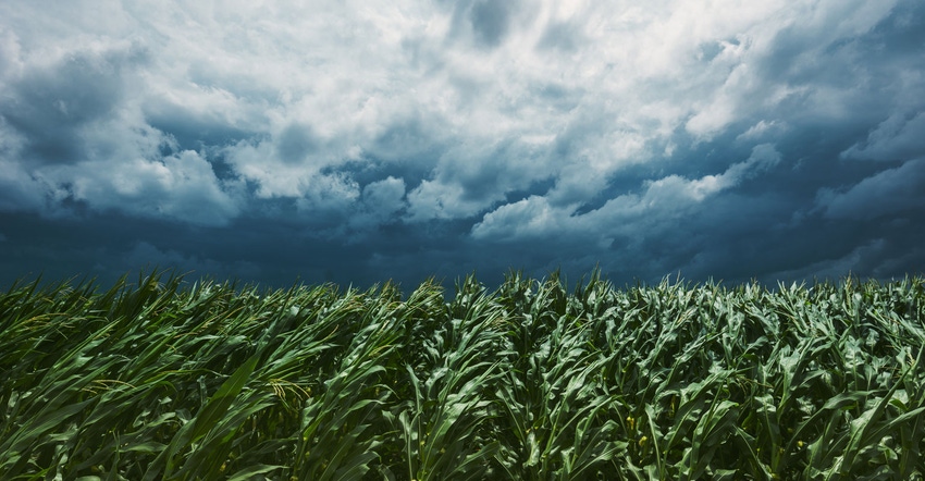 Stormy sky over field of corn