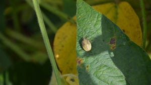 A close-up of a stinkbug on a soybean plant leaf