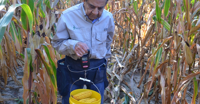 Dave Nanda helps weigh ears of corn