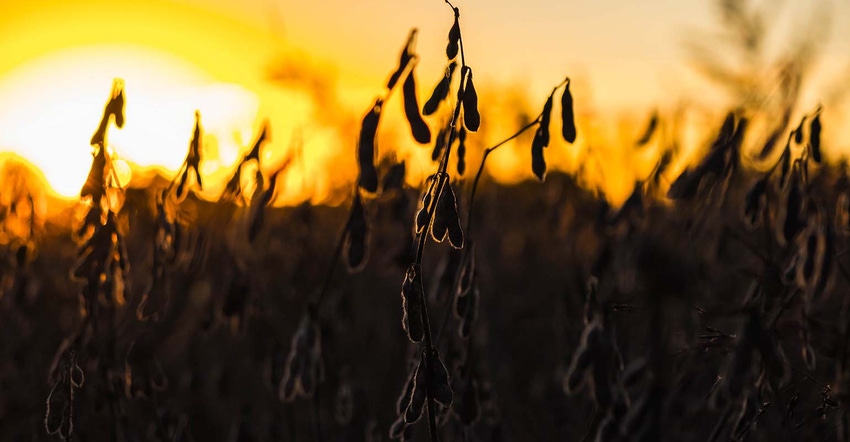 Autumn morning in soybean field