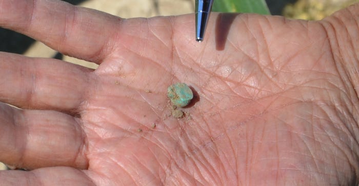 hand holding corn seed that did not germinate