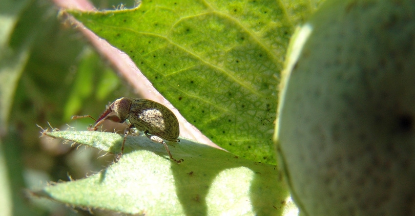 boll-weevil_cotton_GettyImages-485779936.jpg