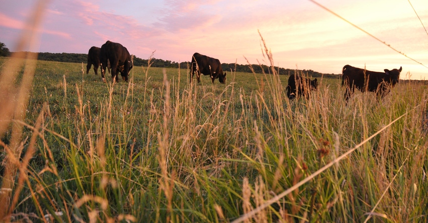 cows grazing at sunset