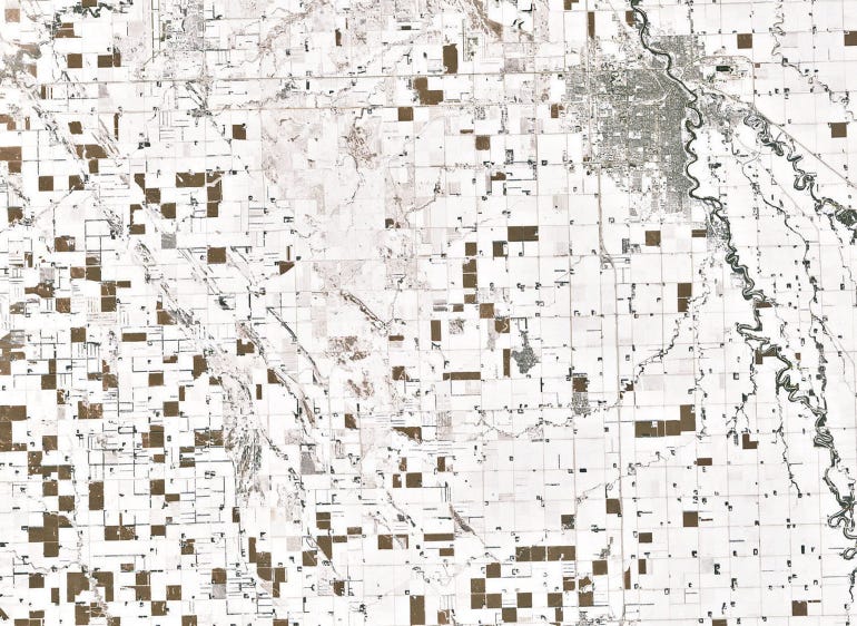 brown, unharvested corn fields in North Dakota  stand in sharp relief against the snow