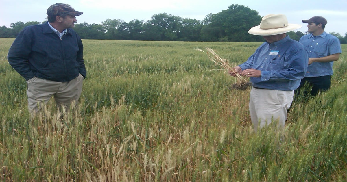 Dryland foot rot: Wheat produces head but doesn’t fill out