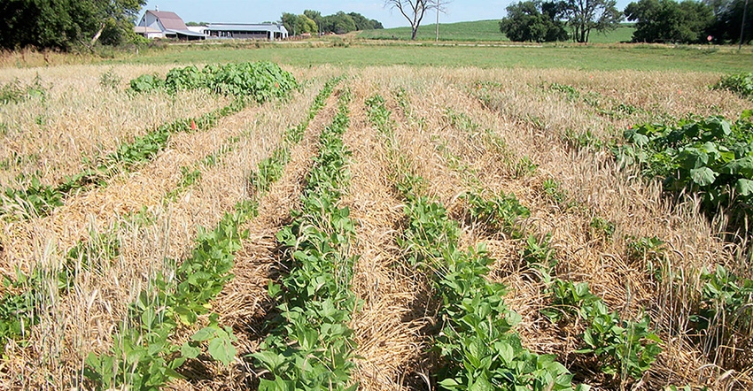 CRIMPING FIRST: Figure 1A. Triticale crimped before planting green beans. Photo credit: Rich Little CRIMPING FIRST: Figure 1A. Triticale crimped before planting green beans. Photo credit: Rich Little