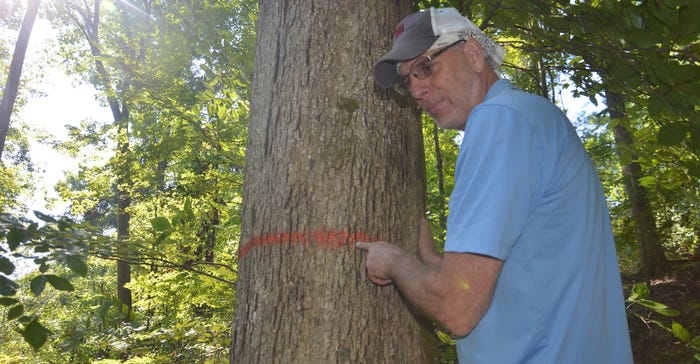 Chris Parker points to a large tree Chris Parker points to a large tree