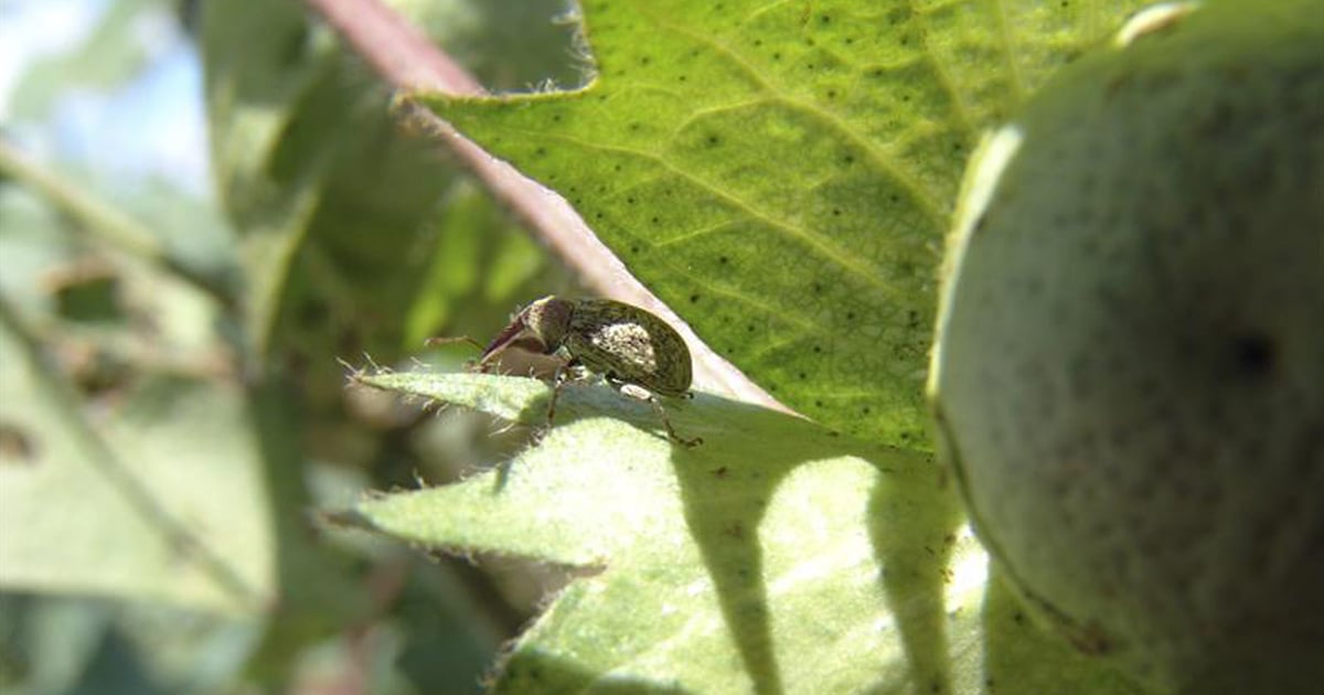 The boll weevil's march: From destruction to eradication