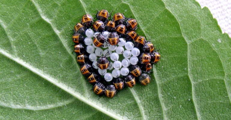 stink bug beetles cluster on leaf