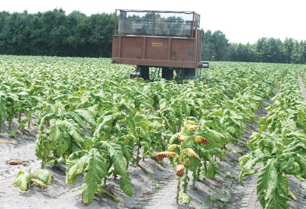pictures of rabbit tobacco Rabbit Tobacco Trill Farms Food Box— Trill Farms Trill Farms pictures of rabbit tobacco Rabbit Tobacco Trill Farms Food Box— Trill Farms Trill Farms