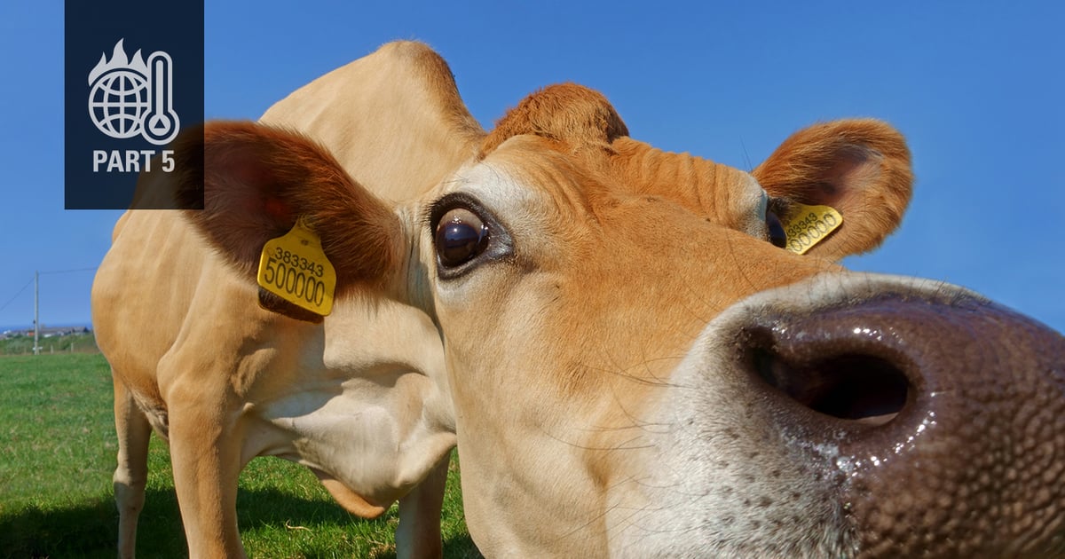 Are burping cows really a threat to humanity?