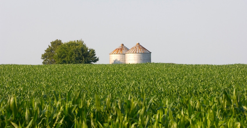 Grain bins in middle of cornfield