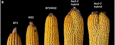 genetic_discovery_boost_crop_yields_50_1_636002022873913988.jpg
