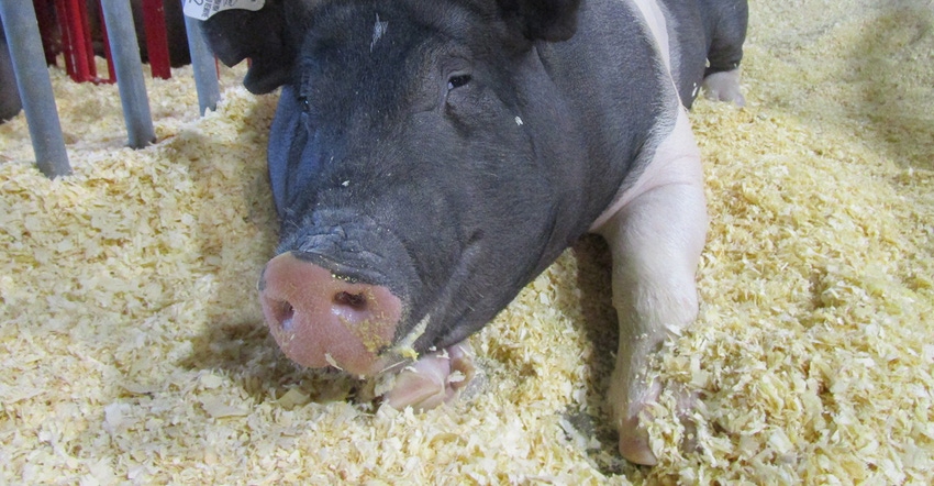 closeup of pig 