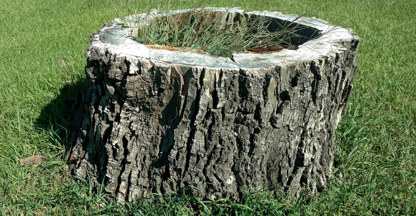 A close up of a tree stump