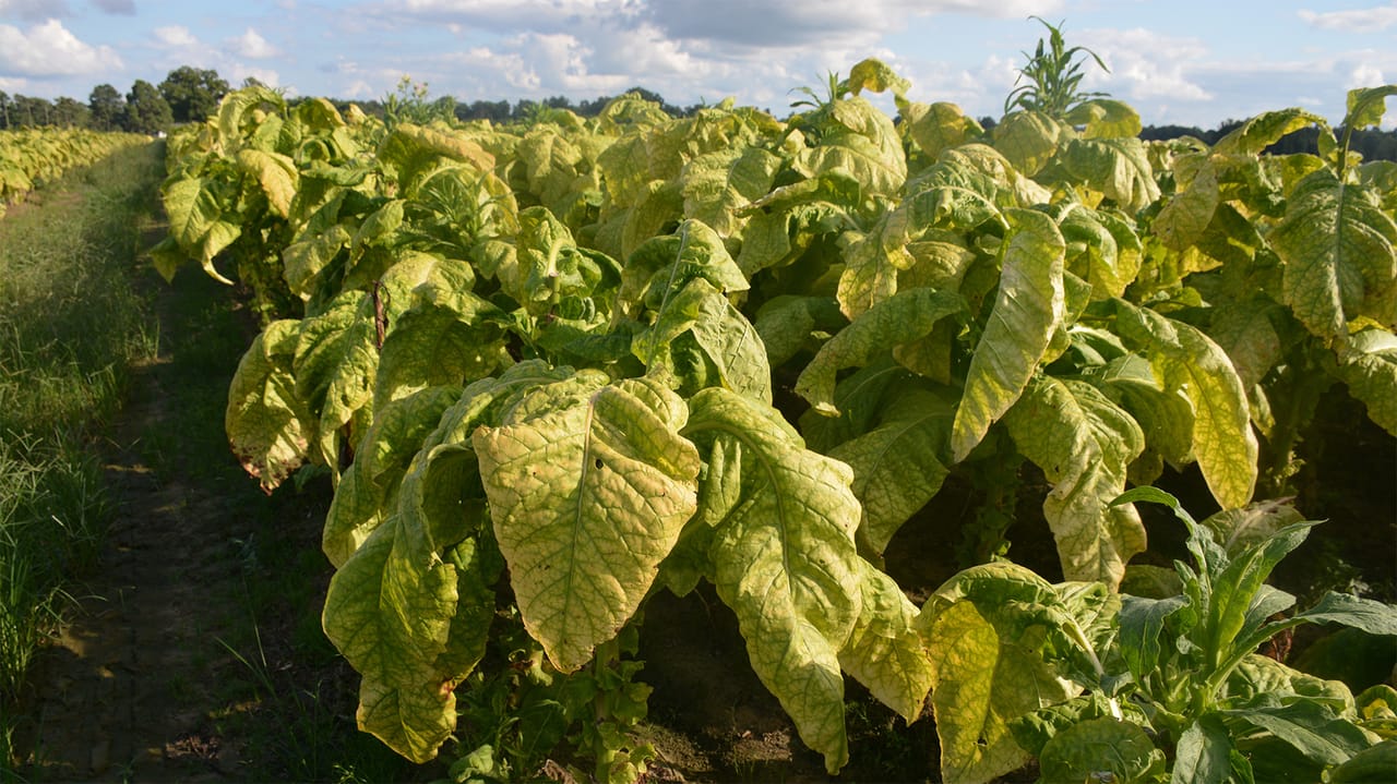 can you grow tobacco in nebraska Texas Cuban Tobacco Farming in Morgan County