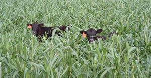 cows in field of millet