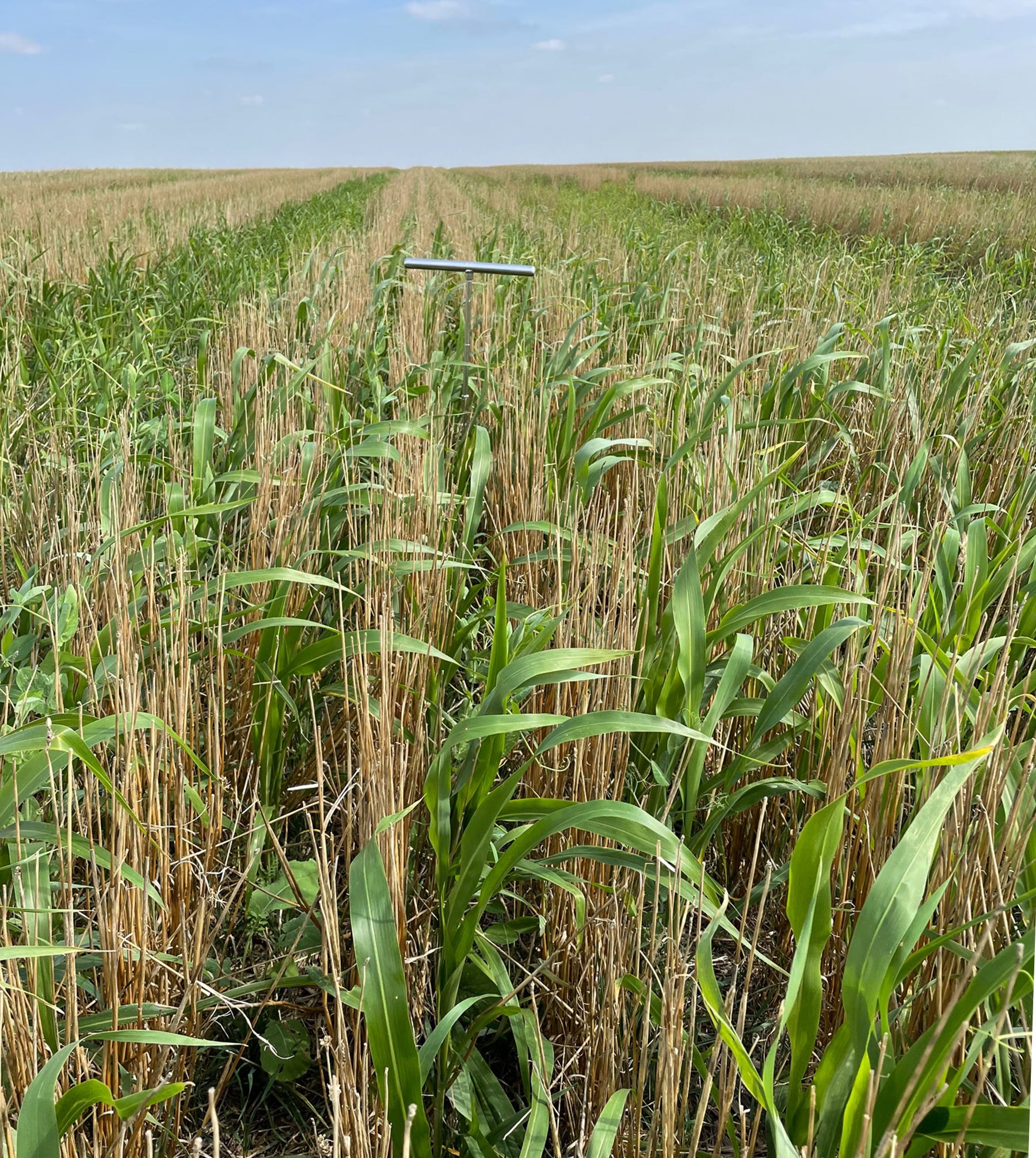 cover crop field cover crop field