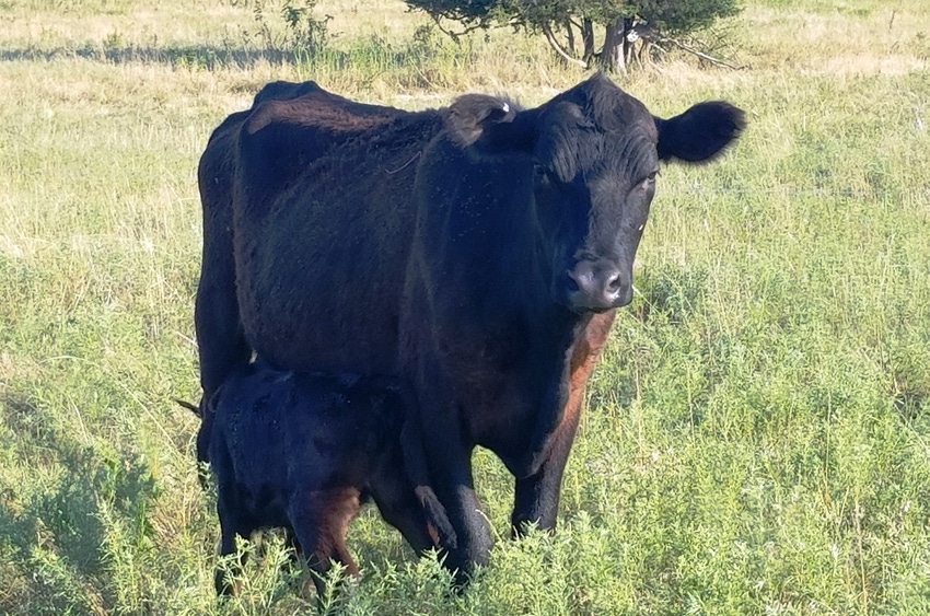 Thin cow with calf