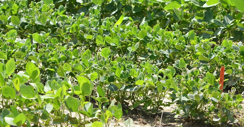 cupping of soybean leaves