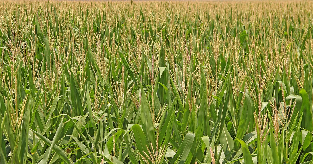 Tissue Testing: Key to Unlocking Crop Potential