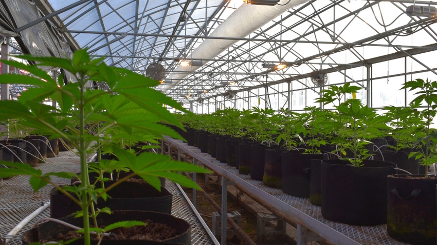 Hemp in greenhouse