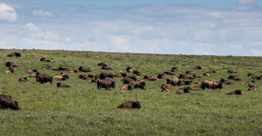 Bison in field