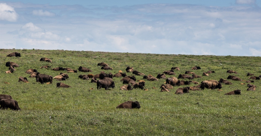Bison in field Bison in field
