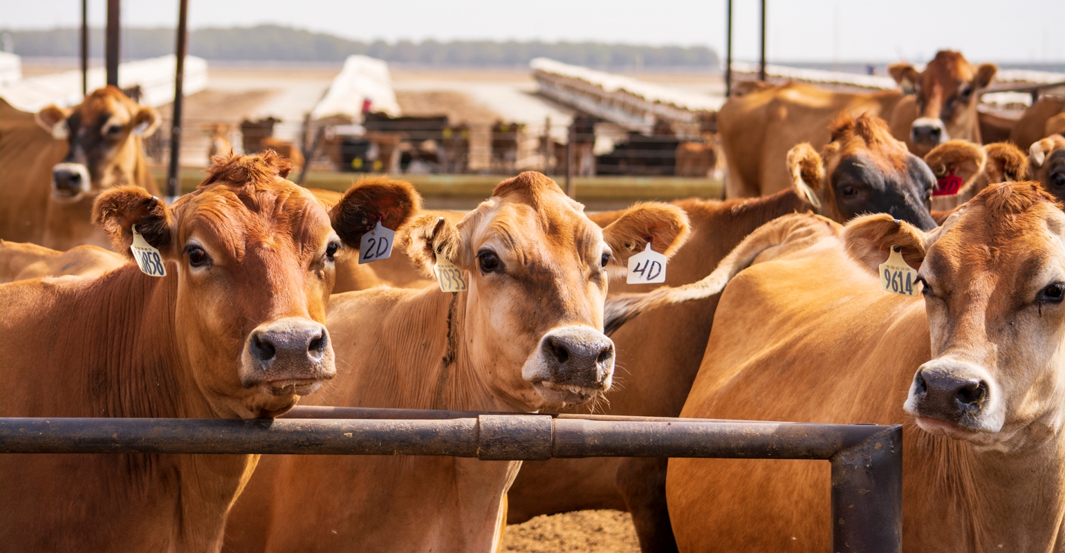 Jersey, Milk Production, Dairy Farming & Livestock