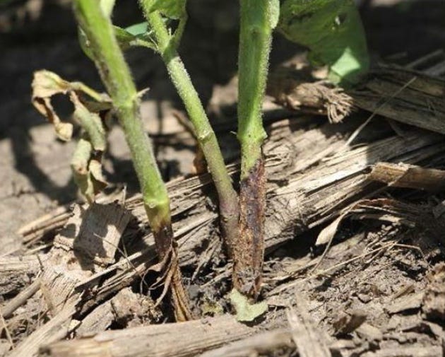 Soybean gall midge infestation is shown at the base of the soybean stem