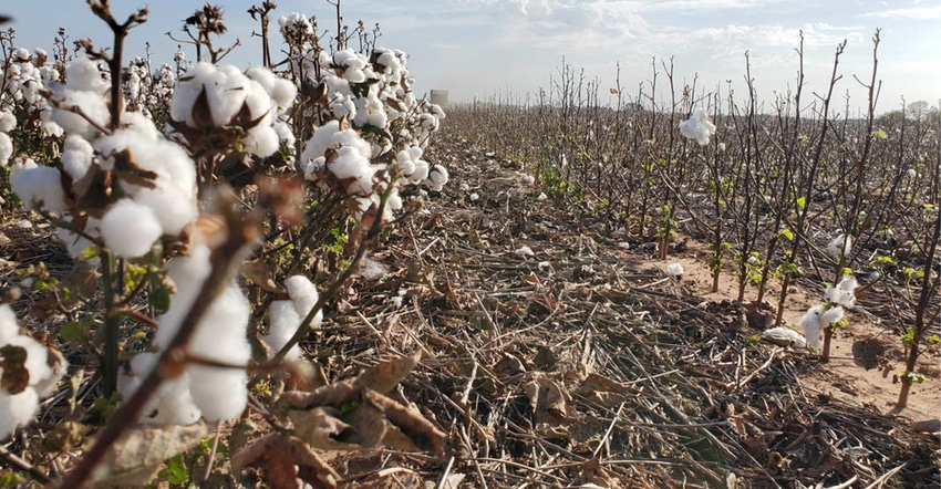 cotton cover crop