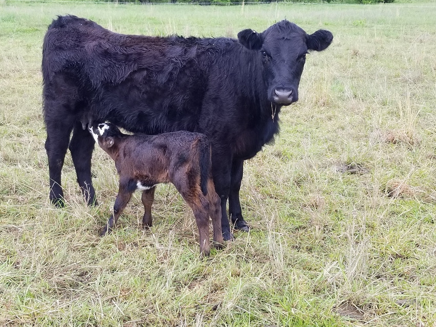 April-born calf nursing
