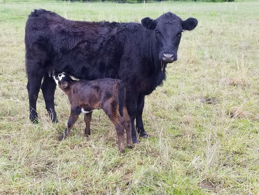 April-born calf nursing April-born calf nursing