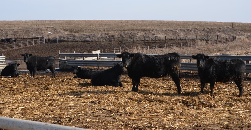 beef cattle in fenced in pen in pasture