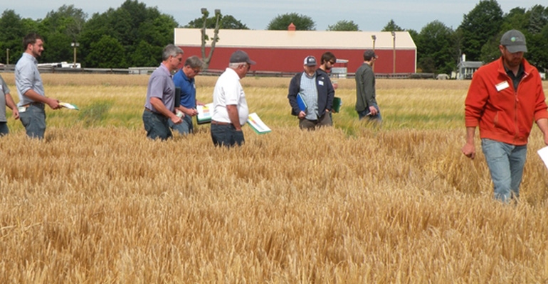 In a previous barley field day participants toured barley variety trial plots. This year, there are two field days in differe In a previous barley field day participants toured barley variety trial plots. This year, there are two field days in differe