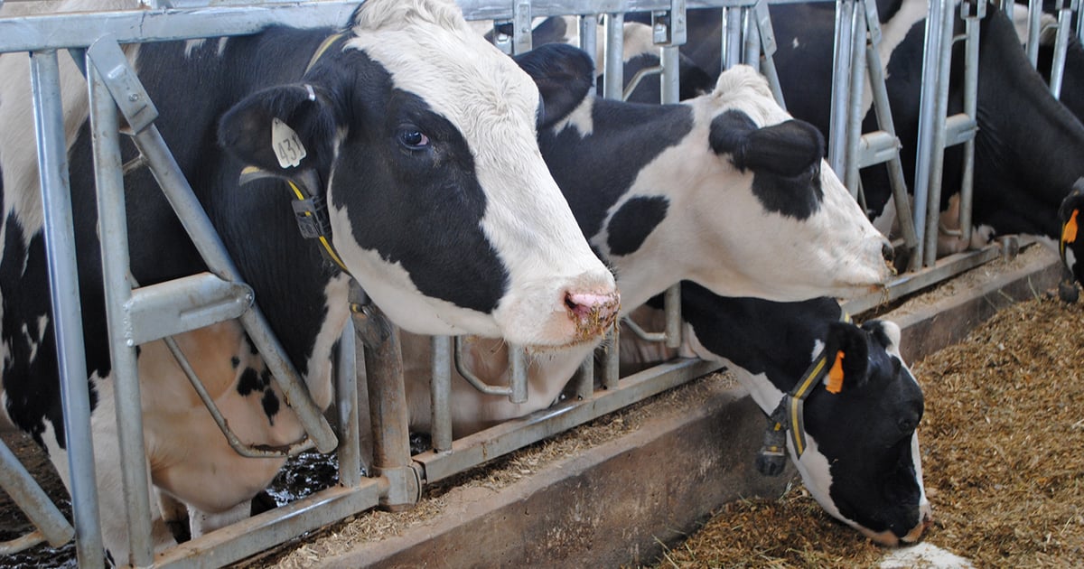 Cull cows: Keep the end game in mind