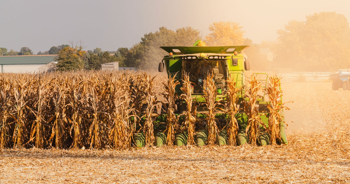One farmer’s informal survey pokes holes in USDA’s yield math