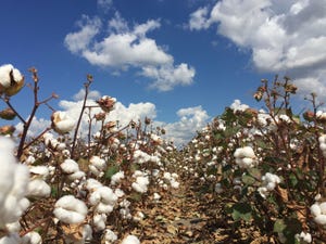 Cotton-Preharvest_BT_Edits.jpeg.jpg