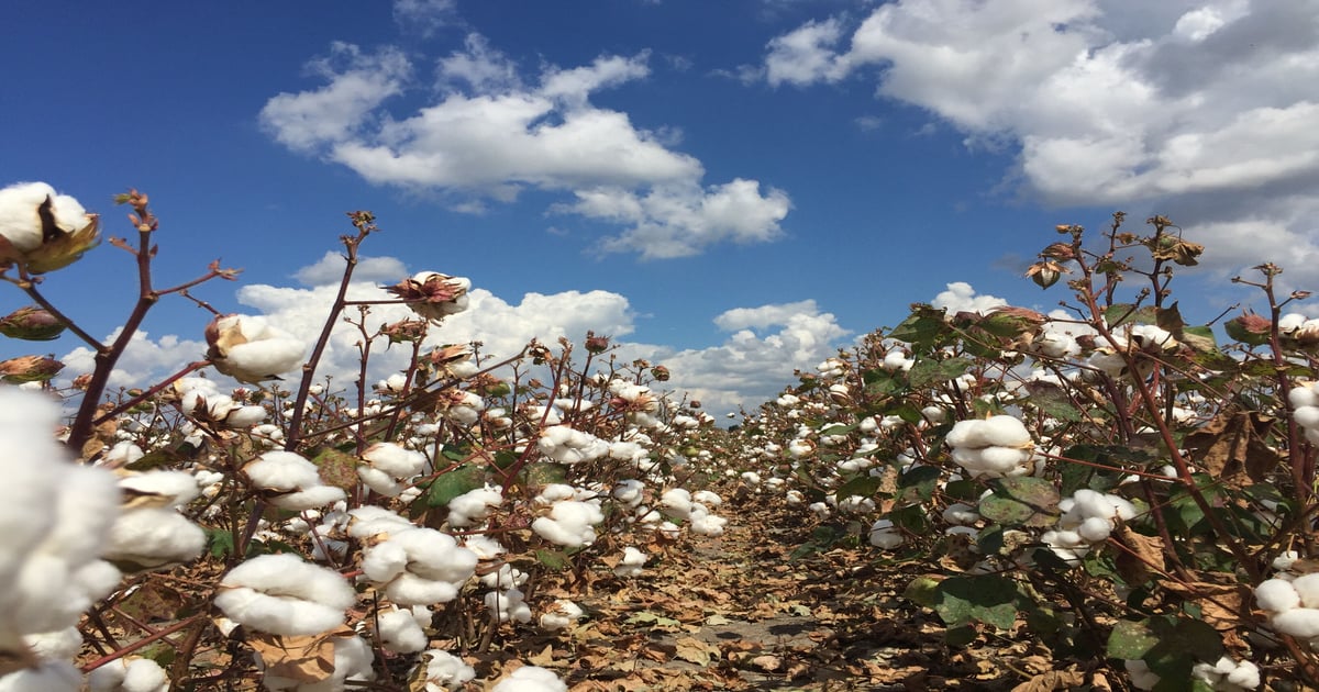 Unknowns continue to dominate grain, rice and cotton markets