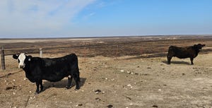 cattle, wildfires, burned rangeland