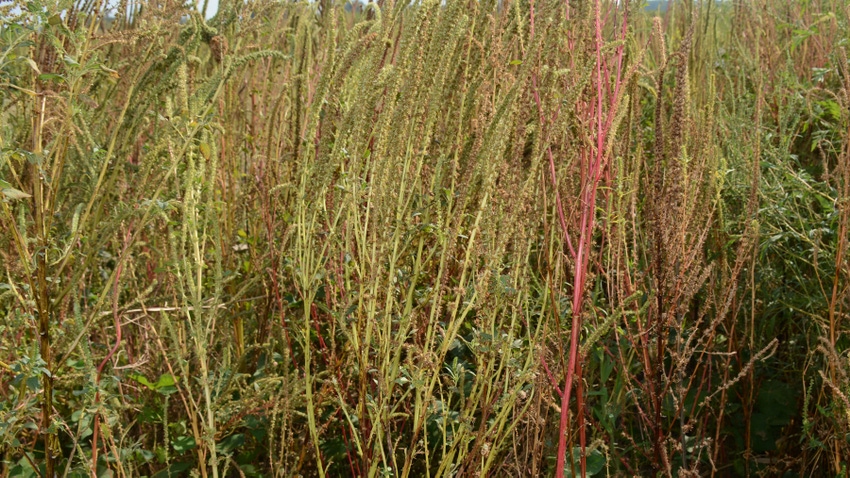 Palmer Amaranth Palmer Amaranth