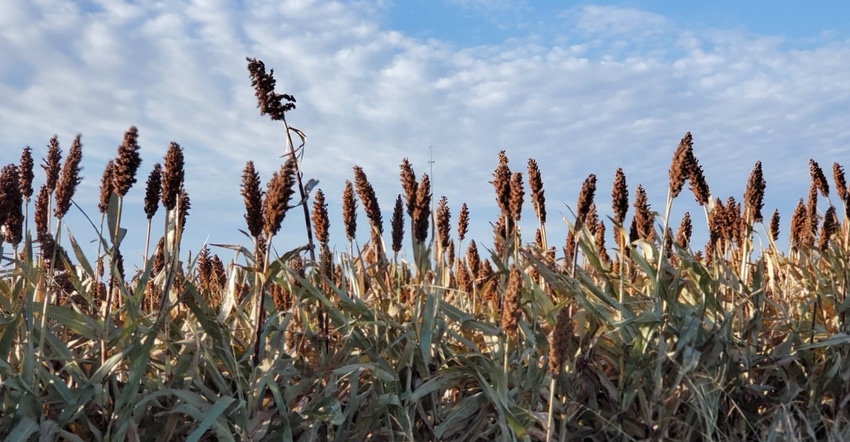 SWFP-SHELLEY-HUGULEY-19-SORGHUM-SKY-WEB.jpg SWFP-SHELLEY-HUGULEY-19-SORGHUM-SKY-WEB.jpg