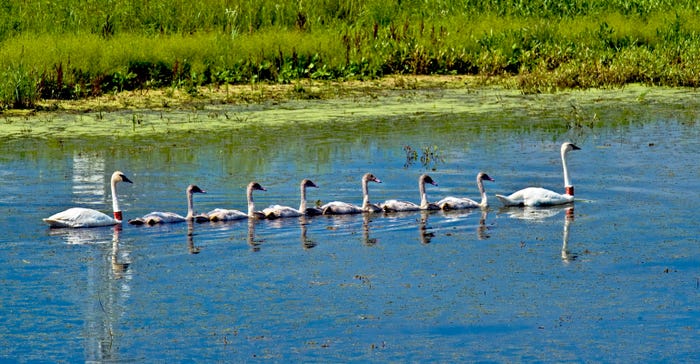 A pair of trumpeter swans with their brood on the wetland at ISU’s Kelly Research Farm near Ames