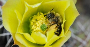 A rare cactus bee, one of many specimens tracked in Oregon by Master Melittologists