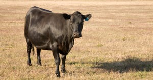 cow grazing in drought stricken field