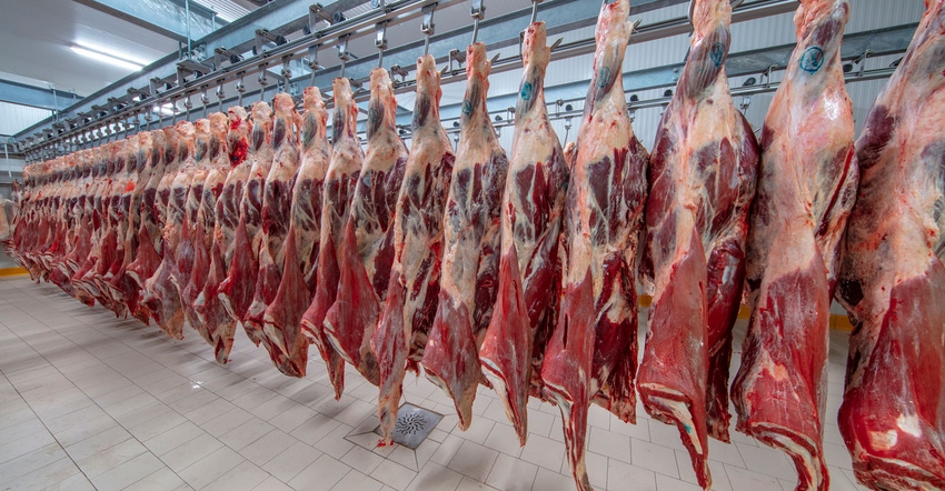 Sides of beef hang from hooks in a slaughterhouse